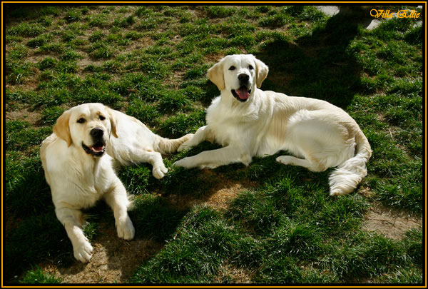 perro golden retriever villa ellie